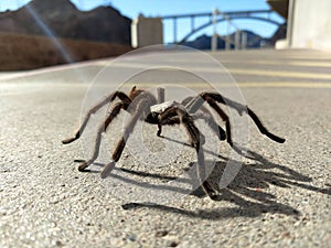 Tarantula in natural habitat, Theraphosidae at hoover dam nevada