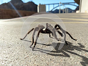 Tarantula in natural habitat, Theraphosidae at hoover dam nevada