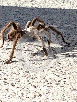 Tarantula in natural habitat, Theraphosidae at hoover dam nevada