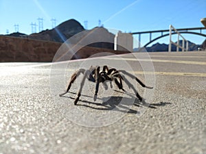 Tarantula in natural habitat, Theraphosidae at hoover dam nevada