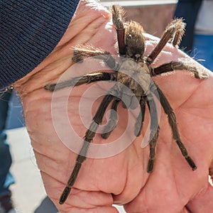 Tarantula in natural habitat, Theraphosidae at hoover dam nevada