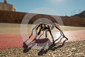 Tarantula in natural habitat, Theraphosidae at hoover dam nevada