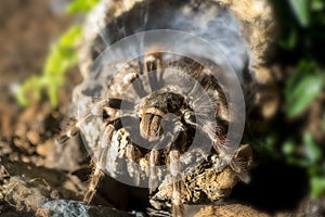 Tarantula (Nhandu coloratovillosus) adult female