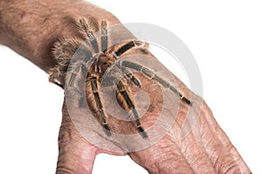Tarantula on persons hand against white background