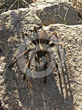 Tarantula on Rock