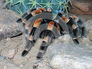 Tarantula On a Rock
