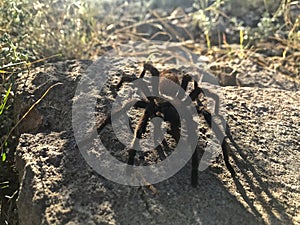 Tarantula on Rock