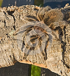 Tarantula on rough wood.