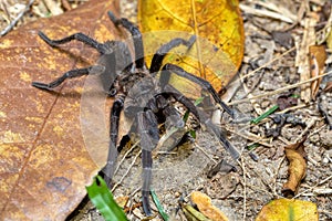 Tarantula, Sericopelma melanotarsum, Curubande de Liberia, Costa Rica wildlife