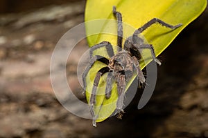 Tarantula (Sericopelma melanotarsum) Curubande de Liberia, Costa Rica wildlife