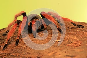 A tarantula is showing aggressive behavior.