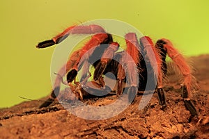 A tarantula is showing aggressive behavior.