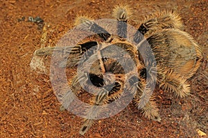 A tarantula is showing aggressive behavior.