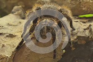 A tarantula is showing aggressive behavior.