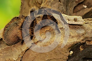 A tarantula is showing aggressive behavior.