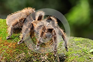 A tarantula is showing aggressive behavior.