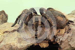 A tarantula is showing aggressive behavior.