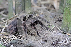 A tarantula is showing aggressive behavior.