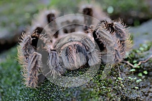 A tarantula is showing aggressive behavior.