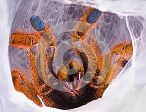 Tarantula showing fangs