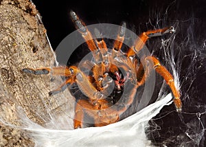 Tarantula showing fangs