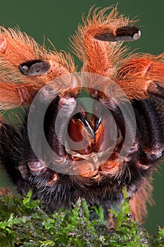 Tarantula showing fangs