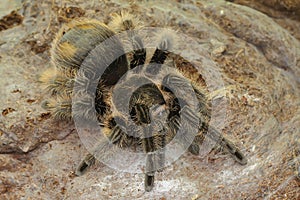 A tarantula is showing threatening behavior.