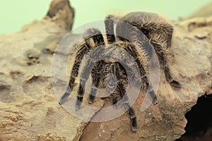 A tarantula is showing threatening behavior.