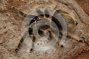 A tarantula is showing threatening behavior.