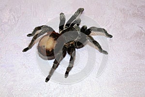 tarantula sits on a beautiful background