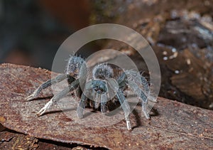 Tarantula Species seen at Matheran in night,Maharashtra,India