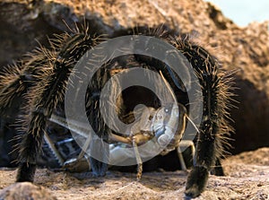 Tarantula spider photo