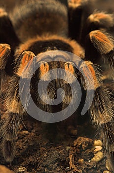 Tarantula spider