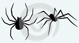 Tarantula spider