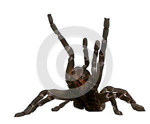 Tarantula spider attacking, Haplopelma Minax