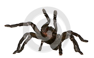 Tarantula spider attacking, Haplopelma Minax