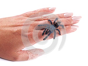 Tarantula spider Avicularia versicolor, a young individual walking on a woman`s hand