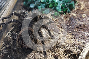 tarantula spider brachypelma