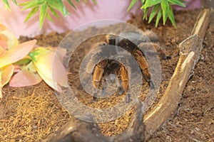 tarantula spider brachypelma