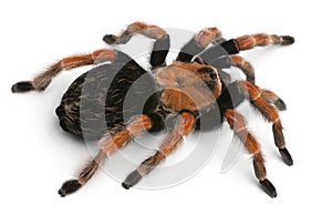 Tarantula spider, Brachypelma Boehmei