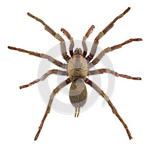 Tarantula spider, Chaetopelma olivaceum