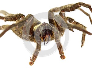 Tarantula spider, Chaetopelma olivaceum