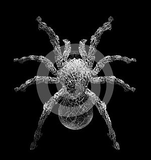 Tarantula spider in cobweb form It Isolated on black