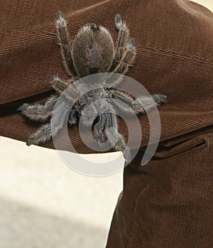 Tarantula spider on display