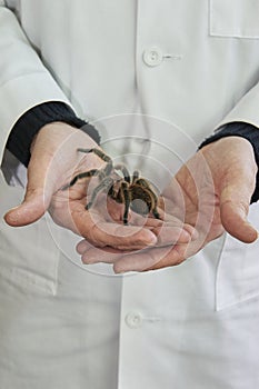 Tarantula spider on display