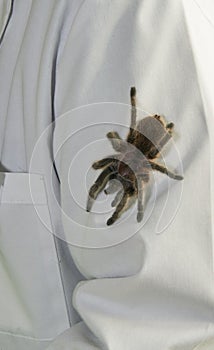 Tarantula spider on display