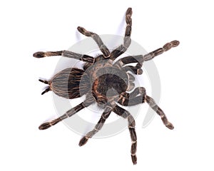 Tarantula spider, female Lasiodora parahybana photo