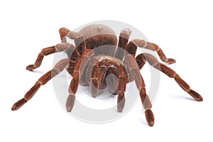 Tarantula spider, female Theraphosa blondi