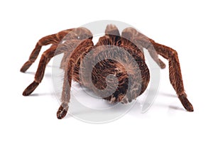 Tarantula spider, female Theraphosa blondi, shot from behind