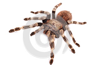 Tarantula spider, female Vitalius paranaensis